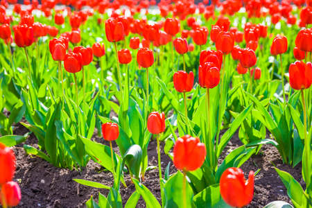 Beautiful soft focus vibrant red tulips in the flowerbed in springの写真素材