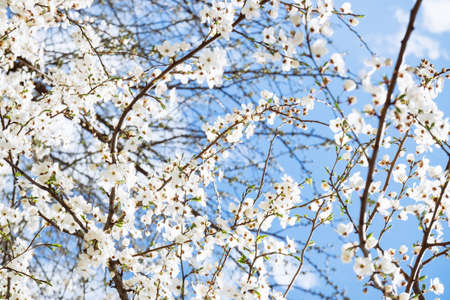 Wild cherry flowers blooming in spring. Wild cherry blossoms with white flowers against a blue sky. Delicate flowers of wild cherryの写真素材