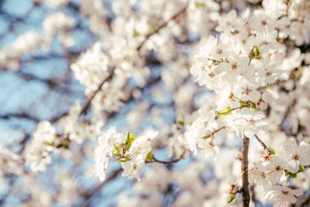 Wild cherry flowers blooming in spring. Wild cherry blossoms with white flowers against a blue sky. Delicate flowers of wild cherryの写真素材
