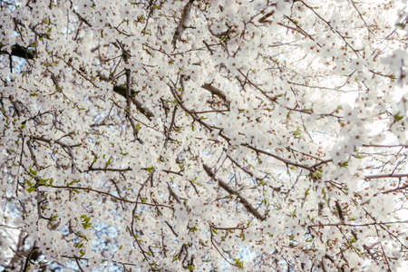 Wild cherry flowers blooming in spring. Wild cherry blossoms with white flowers against a blue sky. Delicate flowers of wild cherryの写真素材