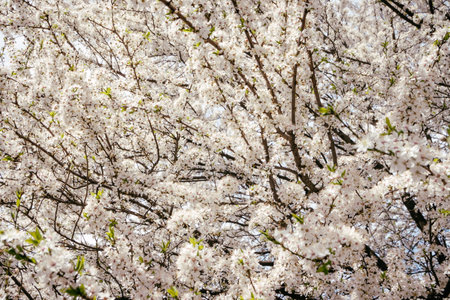 Wild cherry flowers blooming in spring. Wild cherry blossoms with white flowers against a blue sky. Delicate flowers of wild cherryの写真素材
