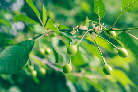 Unripe green cherries ripen on the tree in spring, shallow depth of field, green leafs backgroundの写真素材