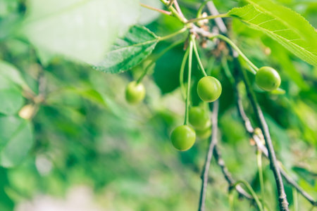 Unripe green cherries ripen on the tree in spring, shallow depth of field, green leafs backgroundの写真素材