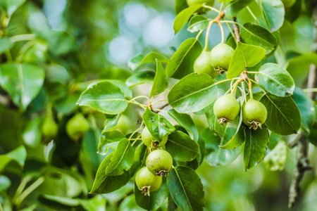Unripe green apples, Orchard. young apple tree. Ripe fruit harvest. green apples on a branch between leavesの写真素材