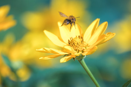 A bee sits on a yellow flower. Honey Bee collecting pollen on yellow rape flower against blue sky. Bee on a yellow flower. bee close upの写真素材