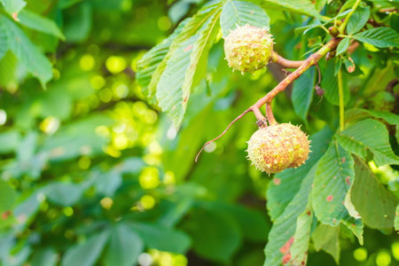 Prickly chestnuts against the background of green leaves and blue sky. Ripe chestnuts. Young prickly chestnuts on a branch. Chestnut tree with fruit against a blue skyの写真素材