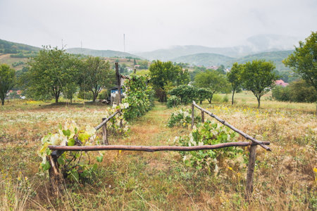 Mountain from view with small village and flow fog. Foggy summer morning in the mountains and a small village. Country road in the mountains. Carpathians. Polyana. Ukraineの写真素材