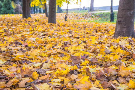 A big pile of drying and dying leaves in the autumn grass. A piles of harvested yellow leaves under a trees in the autumn. Autumn city lawnの写真素材