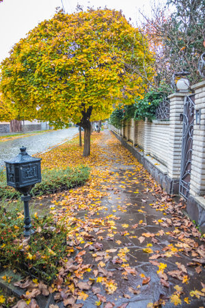 Pavement road in a small cozy town in autumn after rain. Yellow leaves and trees in autumn. Picturesque European street in a small town with beautiful old houses and paving stones. Mukachevo. Ukraine.の写真素材