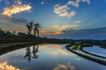 Terraced fields like mirrorsの写真素材