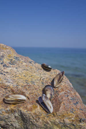 Against the background of blue sea shells - mussels in stone 