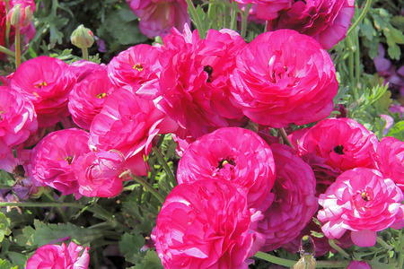 The photo was taken in a public park in Istanbul, at the tulip festival. The picture shows the...
