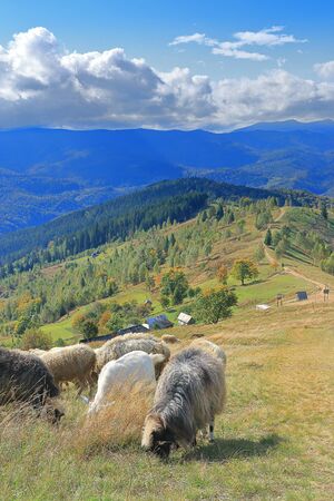 The photo was taken in the Ukrainian part of the Carpathian Mountains. The picture shows an autumn landscape with grazing sheep.の写真素材