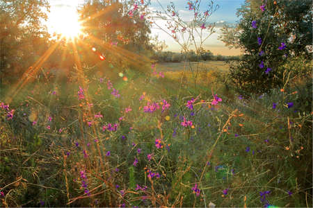 The photo was taken in Ukraine, near the Kuyalnik estuary. The picture shows meadow flowers in the rays of the setting sun.の写真素材