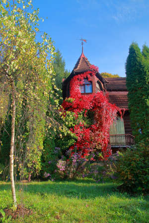 The photo was taken in Ukraine, in the Carpathian mountains. The picture shows a cozy house overgrown with wild grapes in the autumn season.のeditorial素材