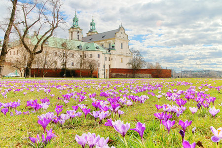 Photo taken in Krakow, Poland. In the photo, spring flowers are crocuses in front of the so-called church on the rock.のeditorial素材