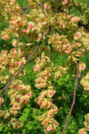 The photo was taken in the city park of the city of Odessa. The picture shows a flowering branch of...