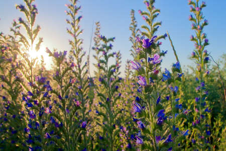 The photo shows purple wild flowers against the backdrop of a sunset.
