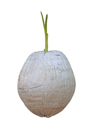 Coconut Coconut sprout shoots a white background.の写真素材