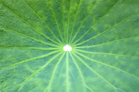 Lotus Leaf Background of green leaves natural.の写真素材