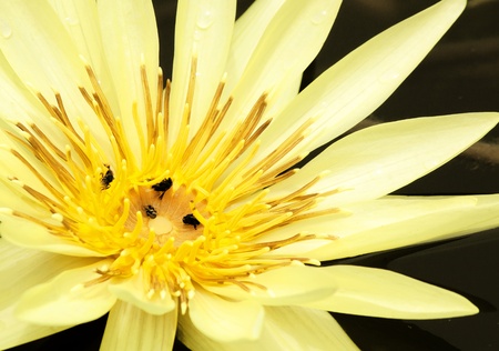 Lotus flowers on a black background in the pond.の写真素材