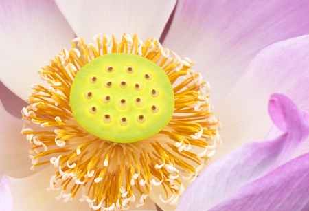Gaysorn clear shallow lotus flower macro nature.の写真素材