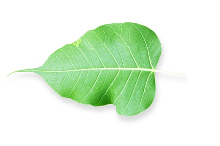 One green leaf isolated on white background.の写真素材