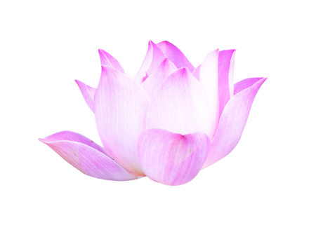 Beautiful lotus(Single lotus flower isolated on white background)の写真素材