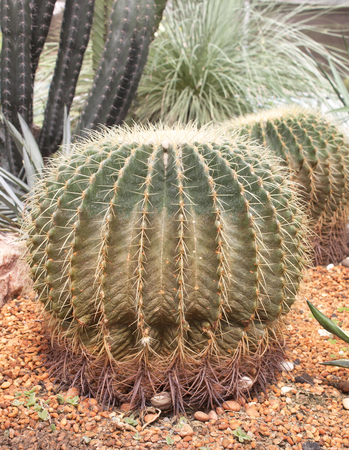 Ball Sphere Cactus on the Rocky Ground.の写真素材