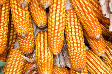 A lot of corn on the groundの写真素材