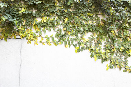 The Green Creeper Plant on the Wallの写真素材