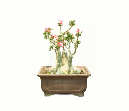 Desert Rose Impala Lily Mock Azalea in isolated whiteの写真素材