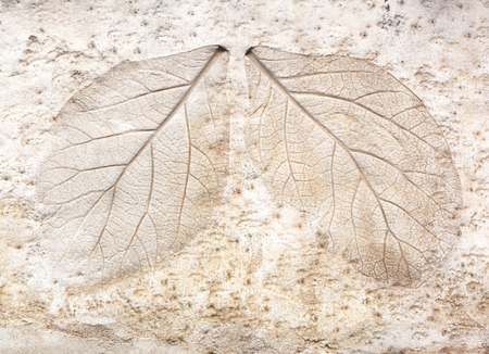 marks of leaf on the concrete pavement.の写真素材