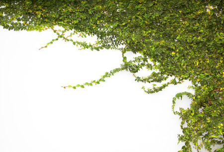 The Green Creeper Plant on the Wallの写真素材