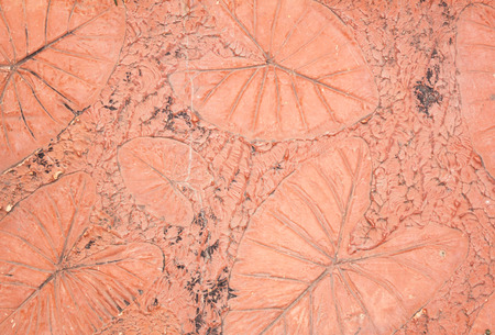 marks of leaf on the concrete pavement.の写真素材