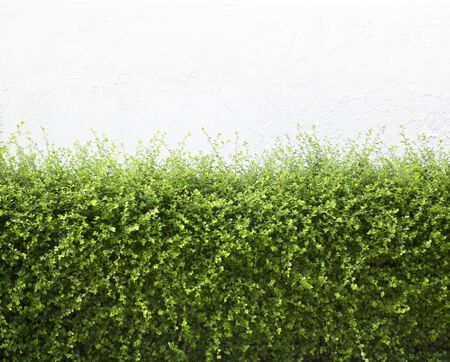 Bushes fence leaves green White plaster wallsの写真素材