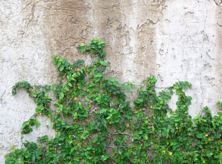 The Green Creeper Plant on the Wallの写真素材