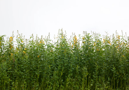 Flowers of a Kalamona Tree Leguminosae fence row.の写真素材