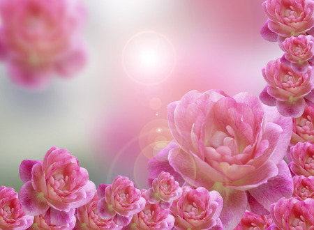 Pink roses background represents the abstract nature of love.の写真素材