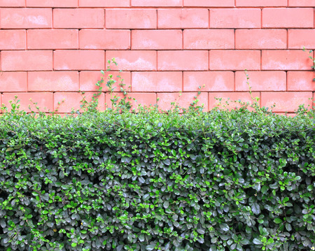 Bush Natural Green Wall Pattern background textureの写真素材