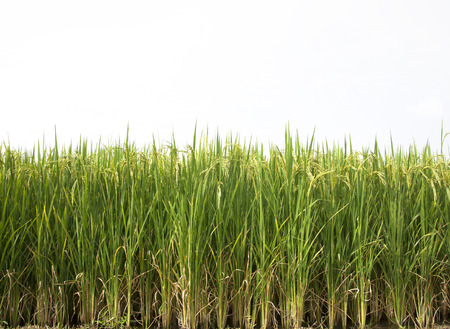 Autumn rice field area plant food in Chiang Mai, Thailand.の写真素材