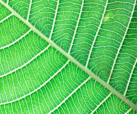 Background texture of leaves abstract natural green leaves.