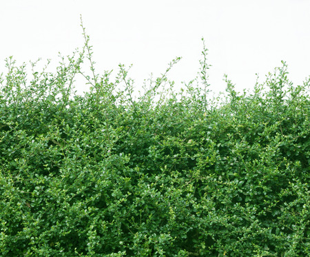 shrubbery small tree lush green nature ornamental.の写真素材