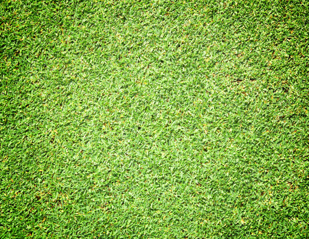 greensward football field background Green field nature.の写真素材