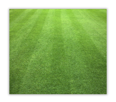 Grass background isolated on white background.の写真素材