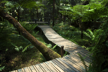 The wooden bridge in the park, forest green light in dark environments worse.