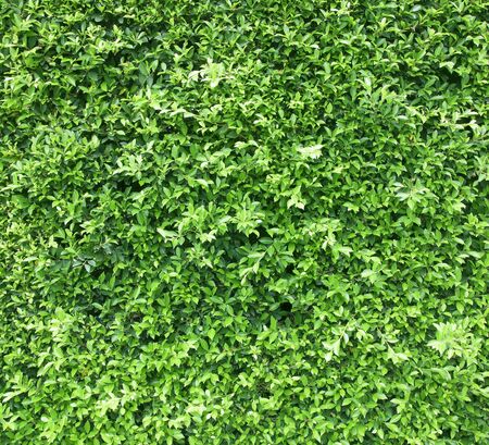 wall background with green leaves in nature.の写真素材