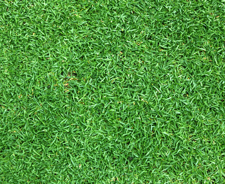 Beautiful green grass texture football field Golf Course.の写真素材