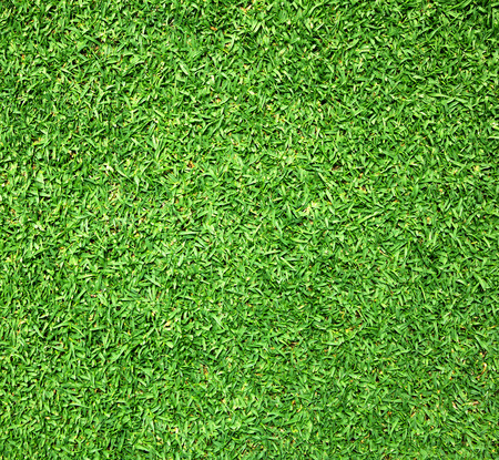 Grass green background textureの写真素材