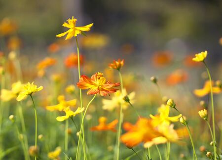 summer floral background blur outdoor nature.の写真素材